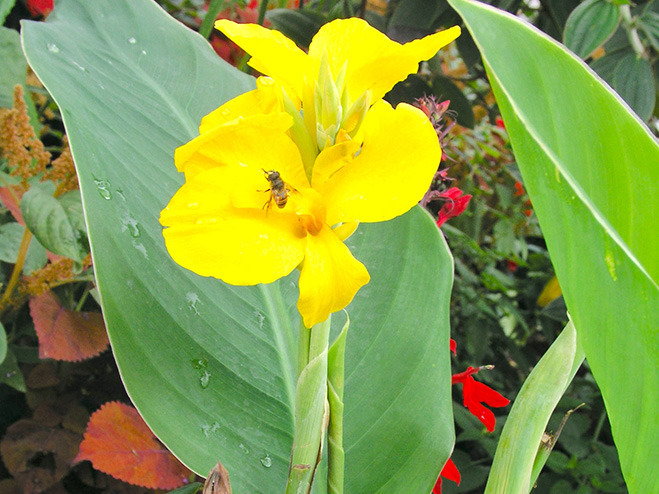 Canna indica mit gelber Blüte