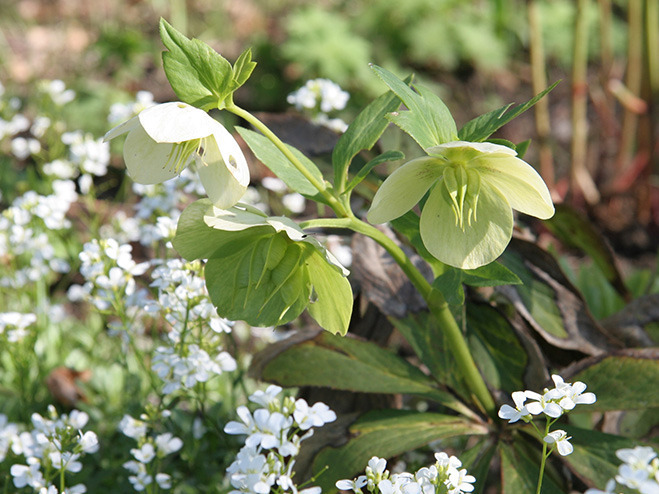 Blühende Lenzrose in Weiß