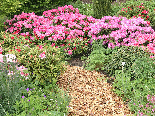 Mulchweg im Garten mit blühendem Rhododendron