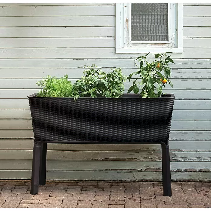 Keter Hochbeet Easy Growing - 114 x 49,3 x 75,7 cm, Kunststoff, Dunkelgrau - Dunkelbraunes Hochbeet aus geflochtenem Kunststoff auf Beinen, gefüllt mit verschiedenen Grünpflanzen und kleinen Paprika, draußen auf Pflastersteinen.