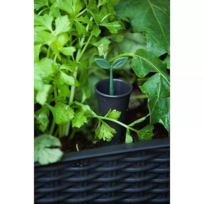 Keter Hochbeet Easy Growing - 114 x 49,3 x 75,7 cm, Kunststoff, Dunkelgrau - Grüner sprossenförmiger Bewässerungsstab in schwarzem Topf, umgeben von grünen Pflanzen.