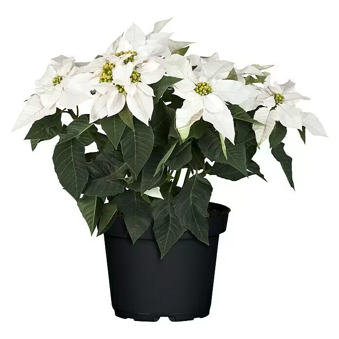 Piardino Weihnachtsstern - Euphorbia pulcherrima Princettia, Topfgröße: 12 cm, Sortenabhängig - Vorderansicht