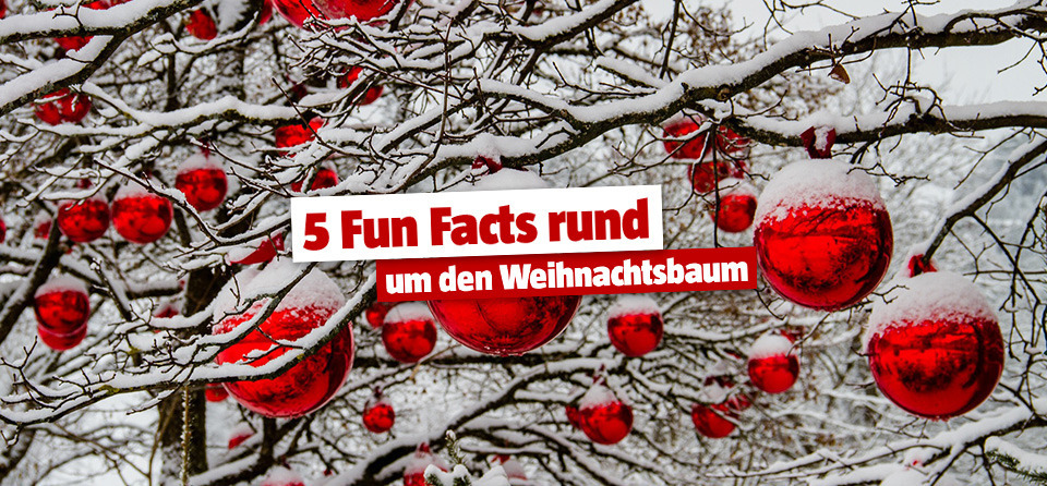 5 Fakten rund um den Weihnachtsbaum