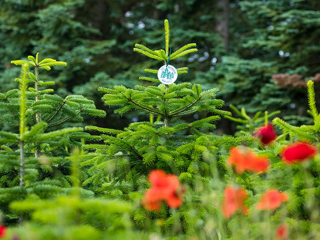 Weihnachtsbäume in Blühwiese