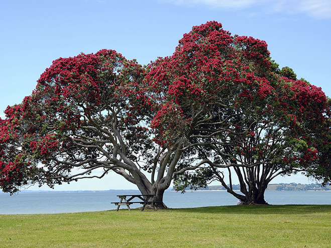 Pohutukawa-Bäume in Neuseeland