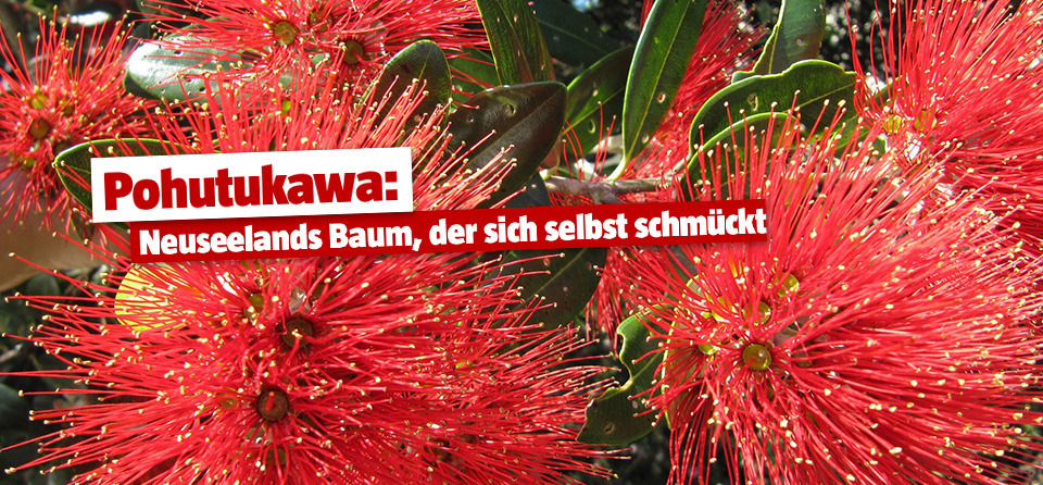 Pohutukawa-Blüten zur Weihnachtszeit