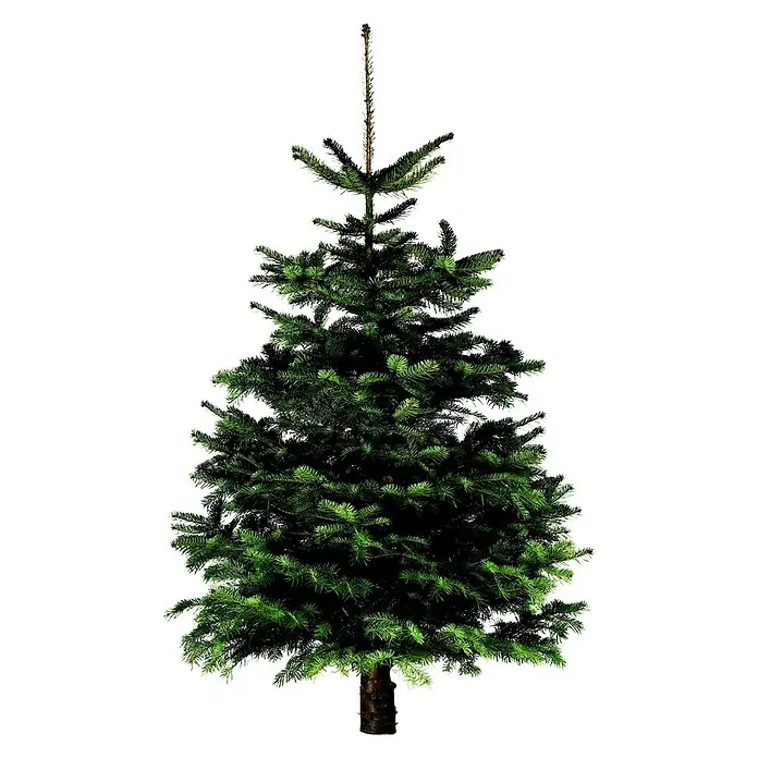 Piardino Abeto de Normandía 125 - 150 - Abies nordmanniana - Primer plano de un árbol de Navidad exuberante y sin decorar, con agujas de color verde intenso y un tronco robusto, perfecto para las fiestas.