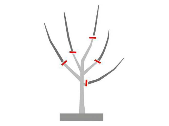 Illustration, die zeigt, an welchen Stellen man beim sogenannten Pflanzschnitt einen Baum schneiden sollte