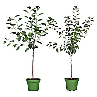 Obstbaum Bio-Sortiment (Buschbaum Obst)
