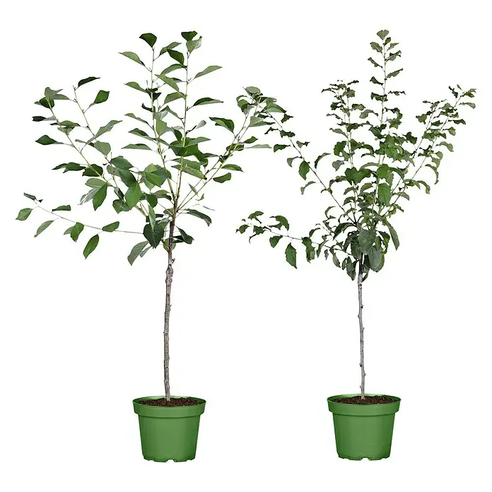 Obstbaum Bio-Sortiment - Buschbaum Obst - Zwei grüne Topfpflanzen mit grünen Blättern, die auf einem schwarzen Hintergrund stehen.