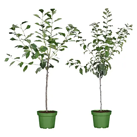 Obstbaum Bio-Sortiment