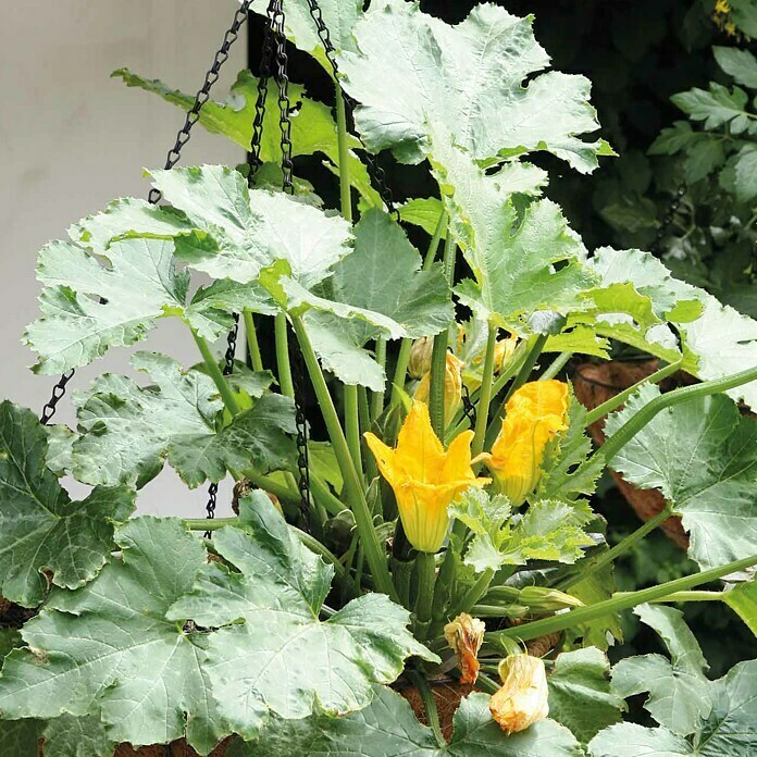 Bellissa Blumenampel Hanging Basket inkl. Einsatz (Ø x H: 55 x 20 cm, Metall, Schwarz) | BAUHAUS