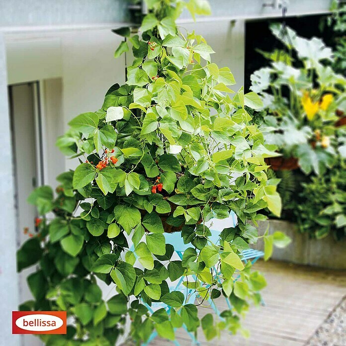 Bellissa Blumenampel Hanging Basket inkl. Einsatz (Ø x H: 55 x 20 cm, Metall, Schwarz) | BAUHAUS