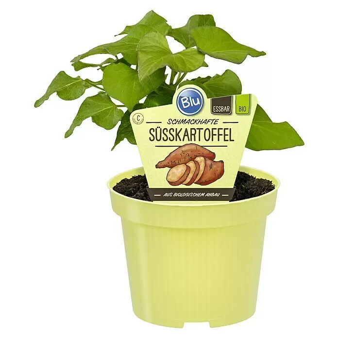 Blu Bio Süßkartoffel - Ipomea batatas, Topfgröße: 12 cm - Vorderansicht