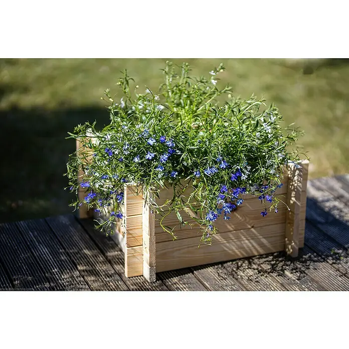 Upyard Hochbeet Multibox - L x B x H: 79 x 39,5 x 29,5 cm, Holz, Natur - Eine Nahaufnahme eines Holzkastens voller zarten blauen Lobelien, die auf einer hölzernen Oberfläche stehen und eine natürliche, beruhigende Szene erzeugen.