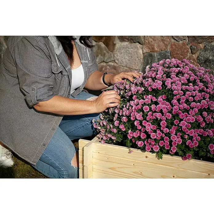 Upyard Hochbeet Multibox - L x B x H: 59 x 29,5 x 29,5 cm, Holz, Natur - Eine Frau, die sich um eine üppige Gruppe rosa Chrysanthemen kümmert, die in einem hellen Holzkasten gepflanzt sind und eine warme Atmosphäre schaffen.