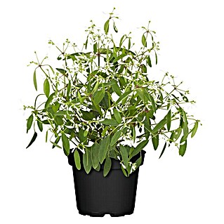 Piardino Zauberschnee (Euphorbia hypericifolia 'Diamond Frost', Topfgröße: 13 cm, Weiß)