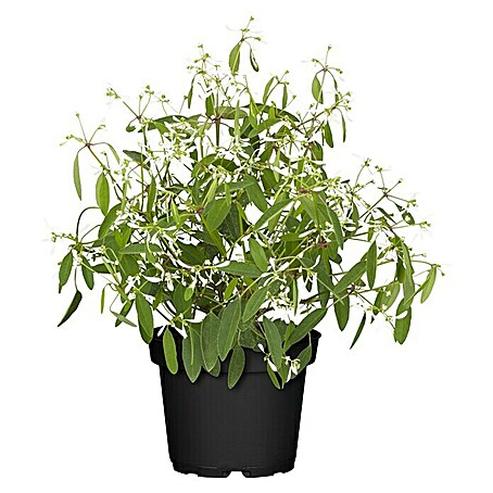 Piardino Zauberschnee (Euphorbia hypericifolia, Topfgröße: 13 cm, Weiß)