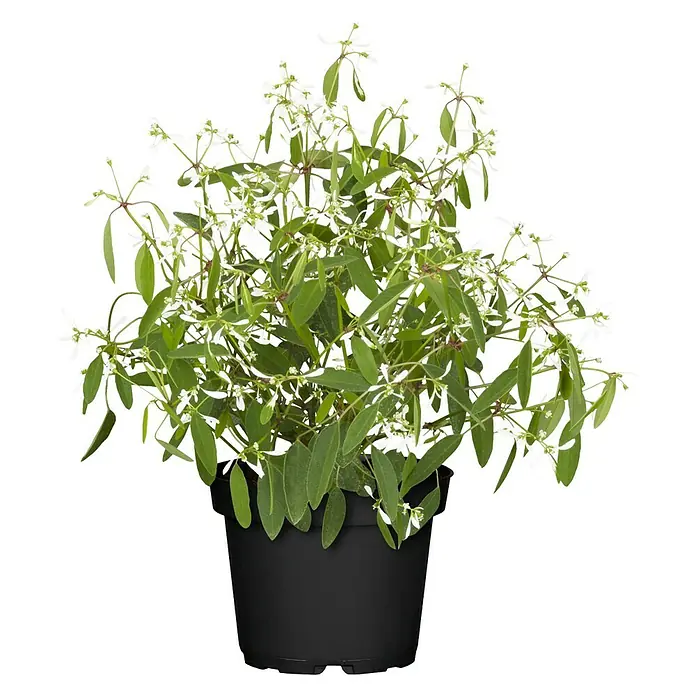 Piardino Zauberschnee - Euphorbia hypericifolia, Topfgröße: 13 cm, Weiß - Ein Topf mit Euphorbia hypericifolia 'Diamond Frost', einer Pflanze mit zarten weißen Blüten und grünen Blättern, auf einem schwarzen Hintergrund.