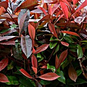 Glanzmispel (20 Stk., 100 cm - 125 cm, Photinia fraseri 'Red Robin') | BAUHAUS