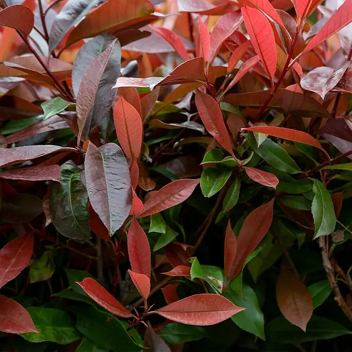 Glanzmispel45 Stk., 80 cm - 100 cm, Photinia fraseri 'Red Robin' - Nahaufnahme von roten und grünen Photinia-Blättern, die eine lebendige und detailreiche Textur der Natur zeigen.