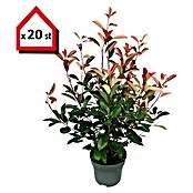 Glanzmispel (20 Stk., 100 cm - 125 cm, Photinia fraseri 'Red Robin') | BAUHAUS