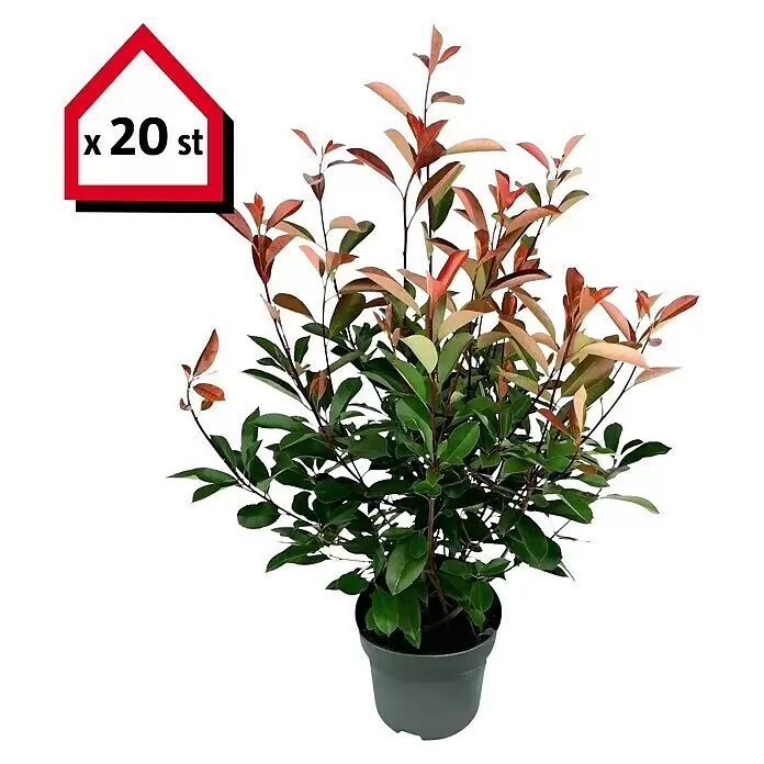 Glanzmispel Red Robin - 100 cm - 125 cm, Photinia fraseri 'Red Robin', 20 Stk. - Informationsansicht