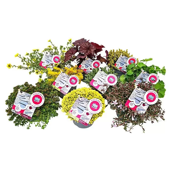 Piardino Stauden-Mix Bodendecker - Pflasta La Vista - verschiedenen Arten und Sorten, Topfgröße: 13 cm - Sortiment von Topf-Steingartenpflanzen in Grün, Gelb und Rot-Violett mit 'Pflasta la Vista Baby!' Etiketten, die einen Vorher-Nachher-Effekt zeigen.