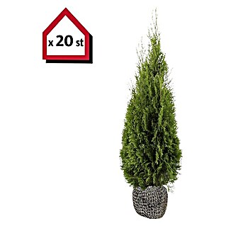 Lebensbaum (20 Stk., 160 cm - 180 cm, Thuja occidentalis 'Smaragd')