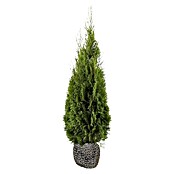 Lebensbaum (20 Stk., 160 cm - 180 cm, Thuja occidentalis 'Smaragd') | BAUHAUS