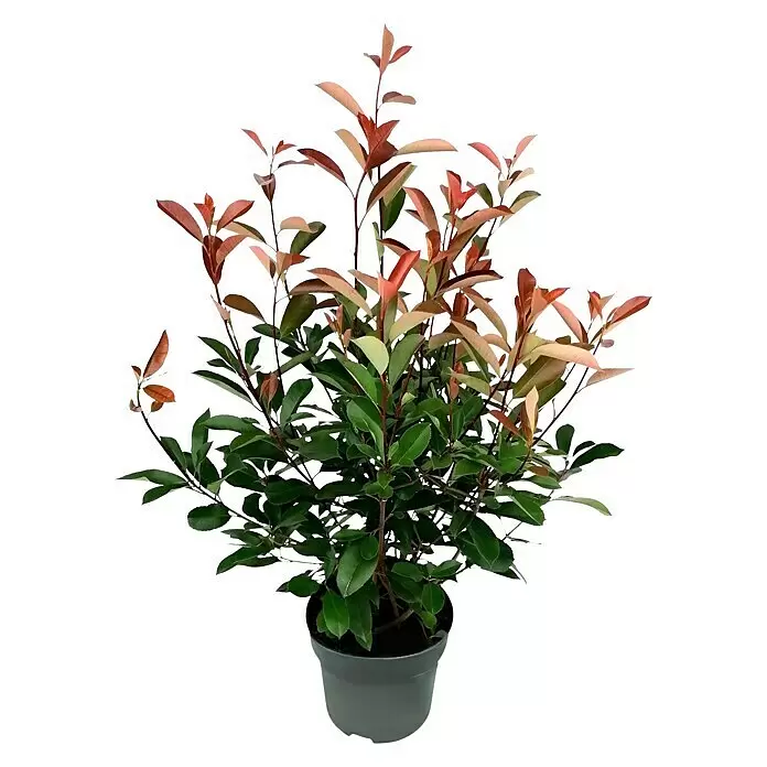Glanzmispel Red Robin - 100 cm - 125 cm, Photinia fraseri 'Red Robin', 20 Stk. - Vorderansicht