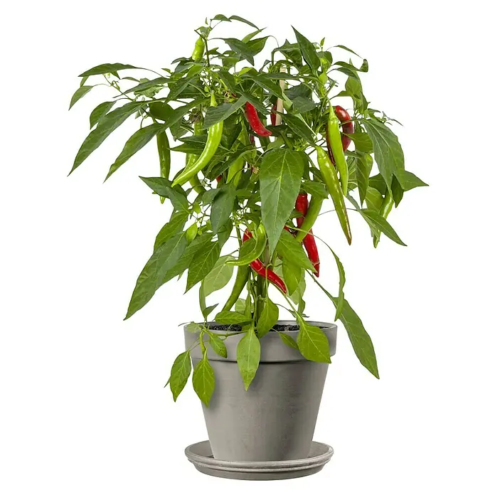Deroma Moka Garden Pflanztopf Vaso Standard - Außenmaß (Ø x H): 23 x 20,3 cm, Naturmaterialien, Mokka - Scharfe Chili-Pflanze im Topf, mit grünen Blättern und roten Schoten, ideal für Küche oder Garten. Ein Blickfang für jeden Pflanzenliebhaber!