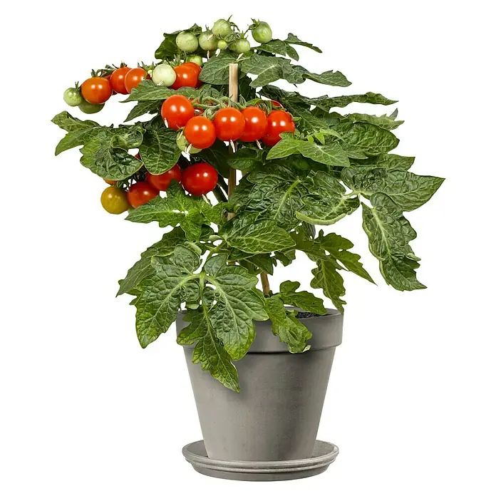 Deroma Moka Garden Pflanztopf Vaso Standard - Außenmaß (Ø x H): 23 x 20,3 cm, Naturmaterialien, Mokka - Ein Topf mit einem Tomatenpflanze, die reife rote und grüne Tomaten trägt, die an einem kleinen Holzstab befestigt ist.