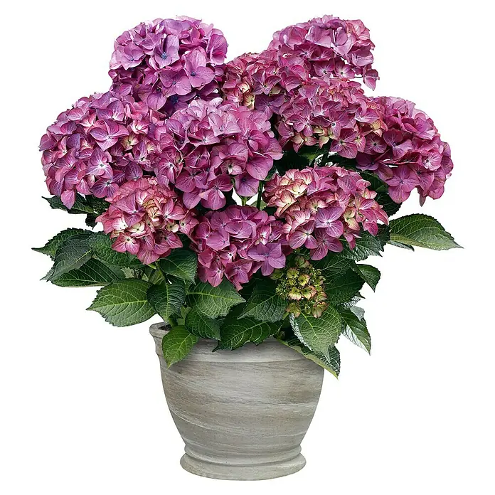 Pflanztopf Gallicus - Außenmaß (Ø x H): 29 x 21,2 cm, Naturmaterialien, Basalt - Farbenprächtige Hortensie im Topf. Die violett-rosa Blütenpracht der Hortensie verschönert jeden Raum und bringt einen Hauch von Sommer ins Haus.