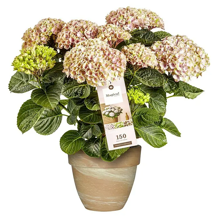 Piardino Hortensie - Hydrangea macrophylla 'Magical'®, Topfgröße: 20 cm - Nahaufnahme einer Magical Hydrangea Zimmerpflanze in einem Topf mit einem Etikett. Die Pflanze hat rosafarbene und grüne Blüten.