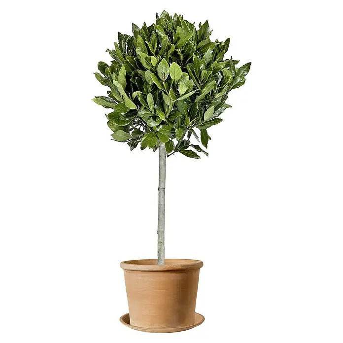 Deroma White Garden Pflanzkübel rund Cilindro Bordato - Außenmaß (Ø x H): 18 x 13 cm, Naturmaterialien, Tonweiß - Lorbeerbaum im Terrakottatopf, perfekte Kübelpflanze für Terrasse und Garten, immergrün, pflegeleicht und dekorativ.