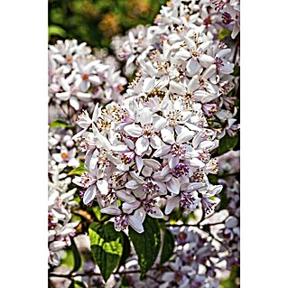 Piardino Deutzie (Deutzia gracilis)