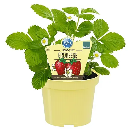 Blu Bio Erdbeere
