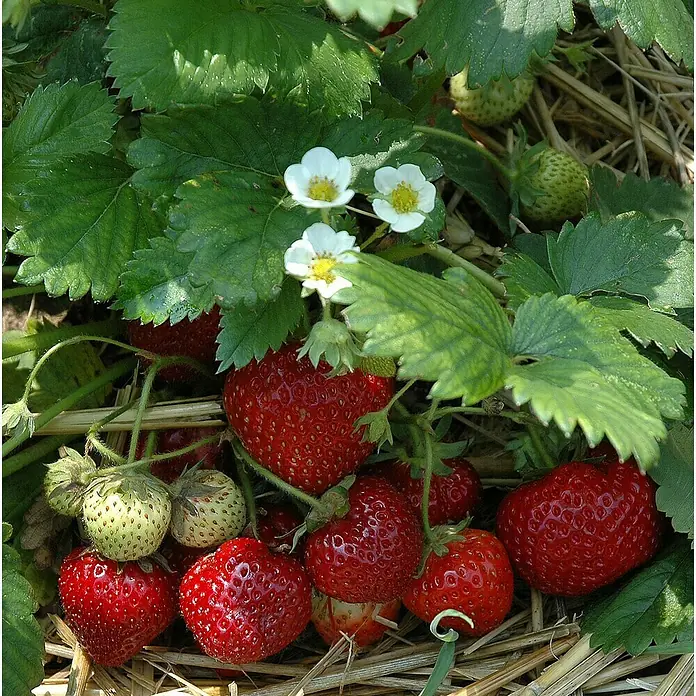 Blu Bio Erdbeere - Fragaria ananassa 'Meraldo' - Nahaufnahme von reifen, roten Erdbeeren zwischen grünen Blättern und weißen Blüten, die auf Stroh gebettet sind.