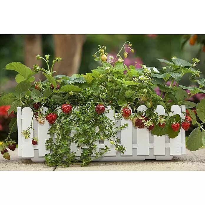 Blu Bio Erdbeere - Fragaria ananassa 'Meraldo' - Weißer Blumenkasten im Lattenzaun-Stil mit Erdbeerpflanzen und reifen roten Beeren.