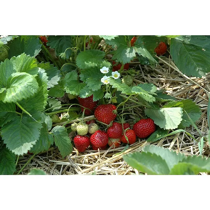 Blu Bio Erdbeere - Fragaria ananassa 'Meraldo' - Eine Nahaufnahme von reifen Erdbeeren, die zwischen grünen Blättern und trockenem Stroh auf einem Feld wachsen.