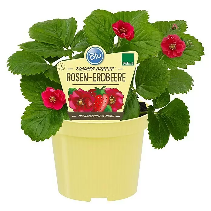 Blu Bio Erdbeere - Fragaria ananassa 'Summer Breeze' - Erdbeerpflanze mit roten Blüten und Etikett 'Rosen-Erdbeere' im hellgelben Topf.