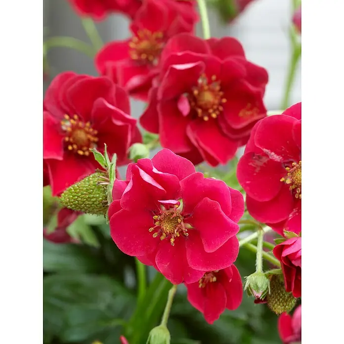 Blu Bio Erdbeere - Fragaria ananassa 'Summer Breeze' - Nahaufnahme von blühenden, leuchtend roten Potentilla-Blüten mit gelben Staubgefäßen und grünen Knospen.