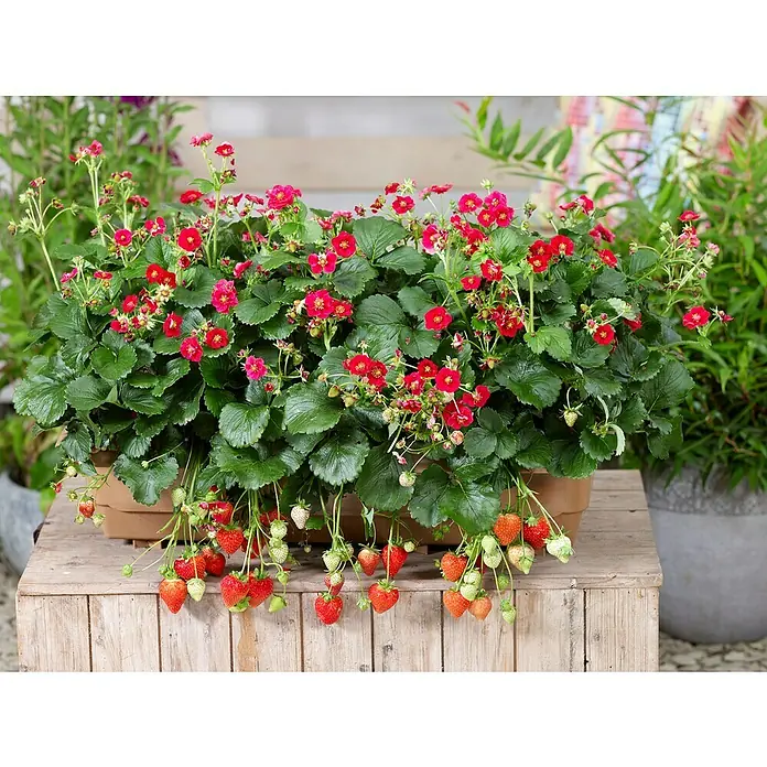 Blu Bio Erdbeere - Fragaria ananassa 'Summer Breeze' - Ein üppiger Erdbeerpflanze in einem Topf, mit roten Blüten und reifen Erdbeeren, die über den Rand hängen.