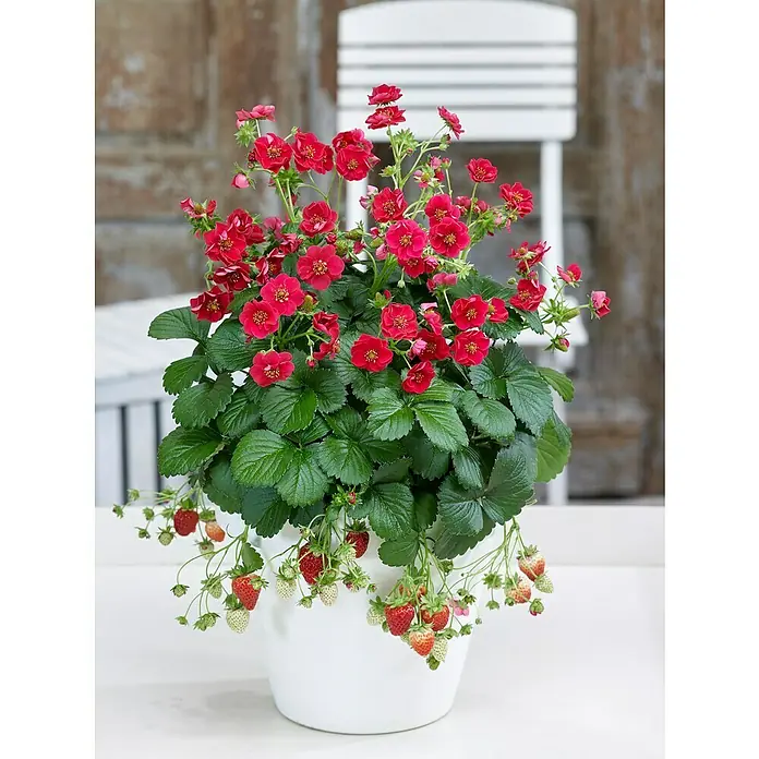 Blu Bio Erdbeere - Fragaria ananassa 'Summer Breeze' - Üppige Erdbeerpflanze 'Lipstick' im Topf, mit roten Blüten und reifen Früchten, eine Zierde für jeden Garten.