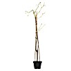 Weinrebe Bio (Vitis vinifera 'Regent' dunkel, Topfgröße: 19 cm, Erntezeit: September) | BAUHAUS