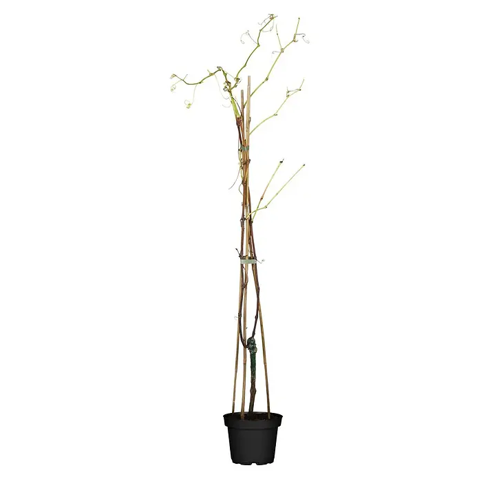 Weinrebe - Vitis vinifera 'Regent' dunkel, Topfgröße: 19 cm, Erntezeit: September - Ein Spalierbaum in einem schwarzen Topf. Die Pflanze wird von Bambusstäben gestützt und mit Bindematerial zusammengehalten.