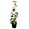 Kiwi (Actinidia deliciosa 'Jenny', Topfvolumen: 3 l, Erntezeit: September) | BAUHAUS