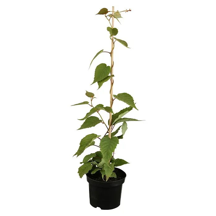 Kiwi - Actinidia deliciosa 'Jenny', Topfvolumen: 3 l, Erntezeit: September - Eine Actinidia arguta 'Issai' Pflanze in einem Topf, die an einem Holzstab hochgebunden ist, präsentiert ihre grünen Blätter.