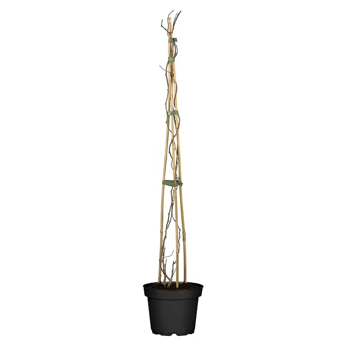 Mini-Kiwi - Actinidia arguta 'Super Jumbo', Topfvolumen: 3 l, Erntezeit: September - Kletterpflanze im Topf mit Bambusspalier. Ideal für drinnen und draußen, um einen vertikalen Garten zu kreieren.\n